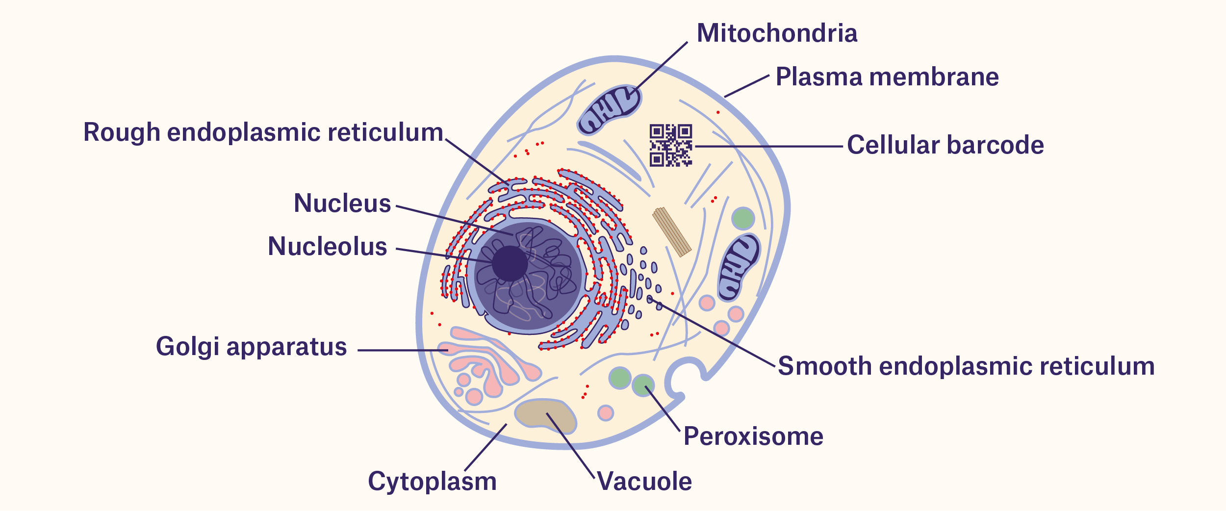 identification tags for the cell