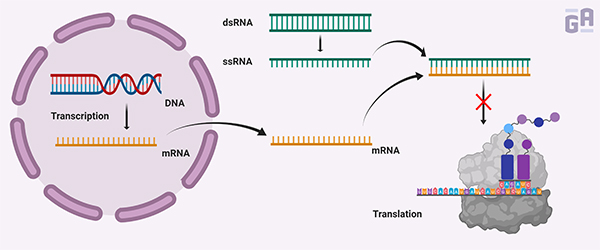 RNAi - Basic Research Tool