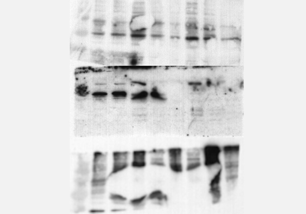 western blot with a bubble that resembles a fish