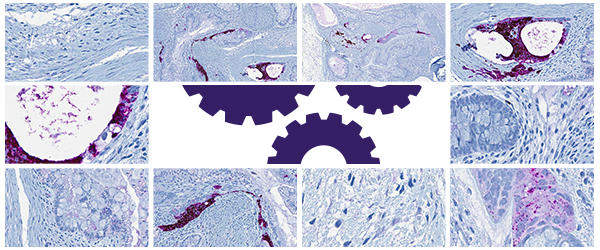 Automation in histology