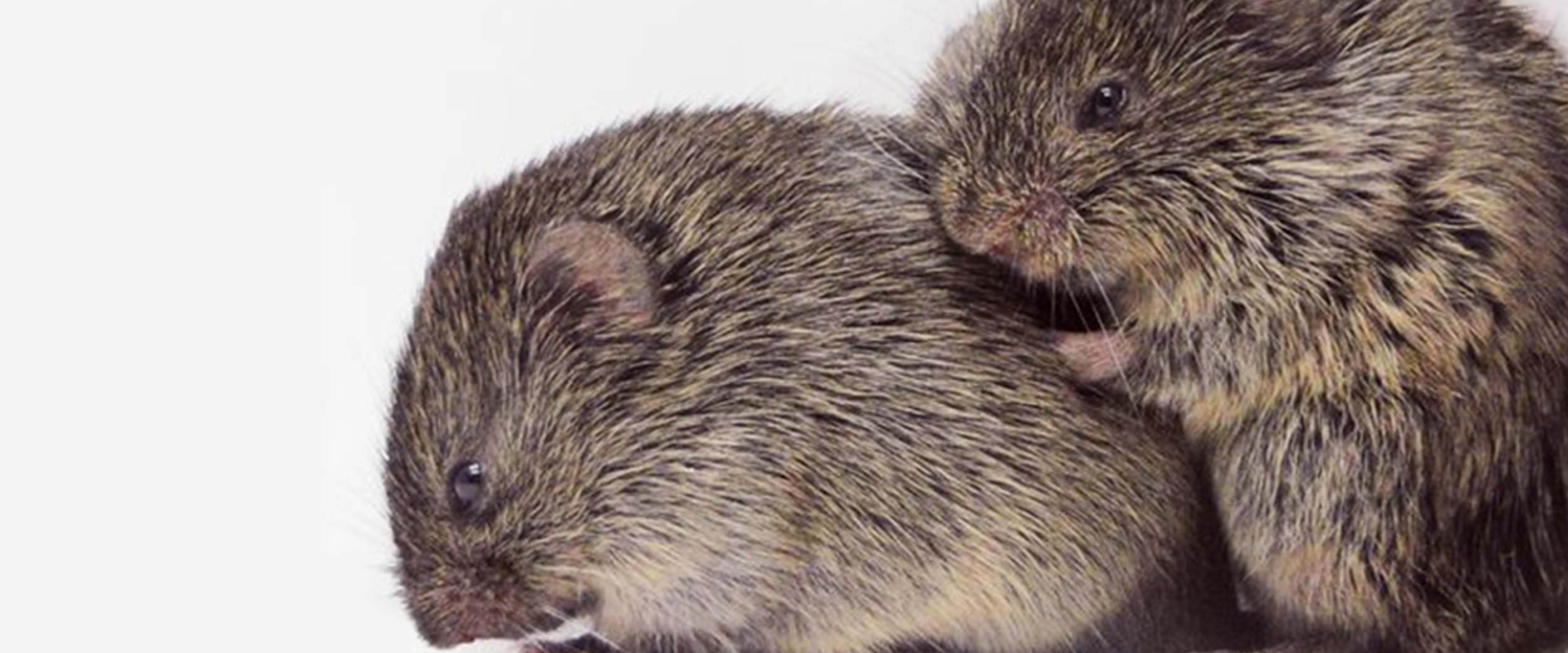 Neurobiology of Love - Prairie Voles