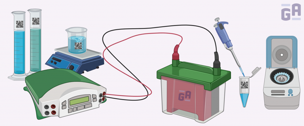 Labeling for Western Blot