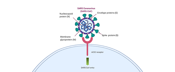ACE2 in COVID-19