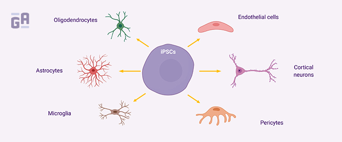 Translating Results from Mice to Humans