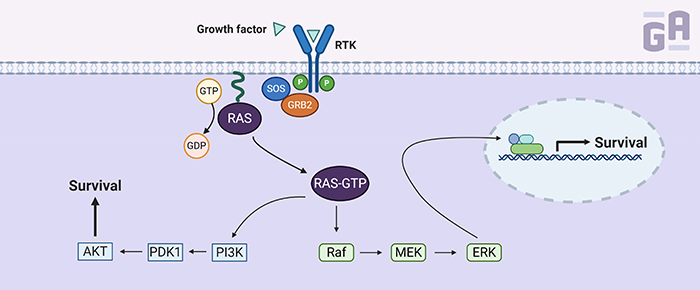 K-Ras in Cancer