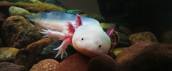 Model Organisms - Axolotl