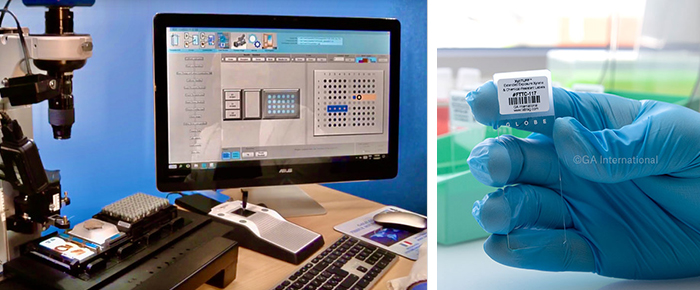 Tissue Microarrays (TMAs)