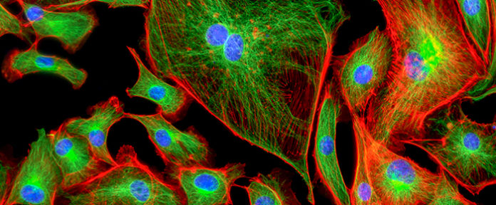 A Brief History of Live Biology Diagrams