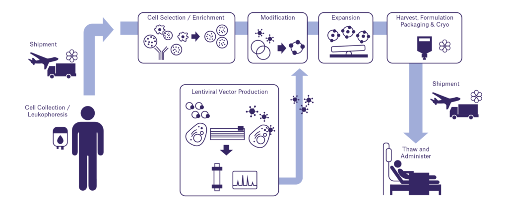 Immune cell therapy